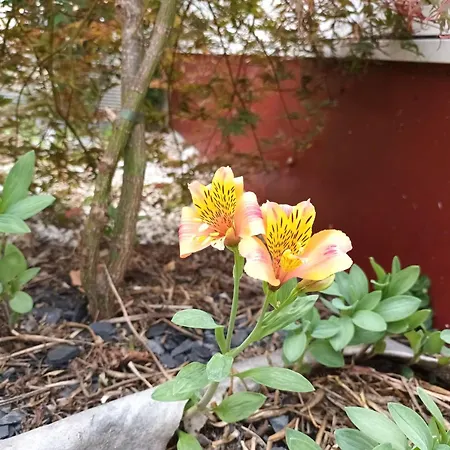 Holiday home Du Jardin De Charlotte - Ancenis St Gereon Saint-Gereon