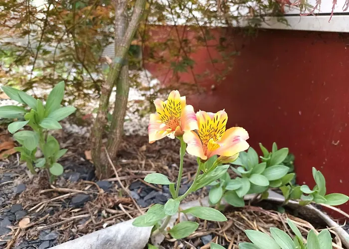 Vakantiehuis Du Jardin De Charlotte - Ancenis St Gereon Saint-Gereon